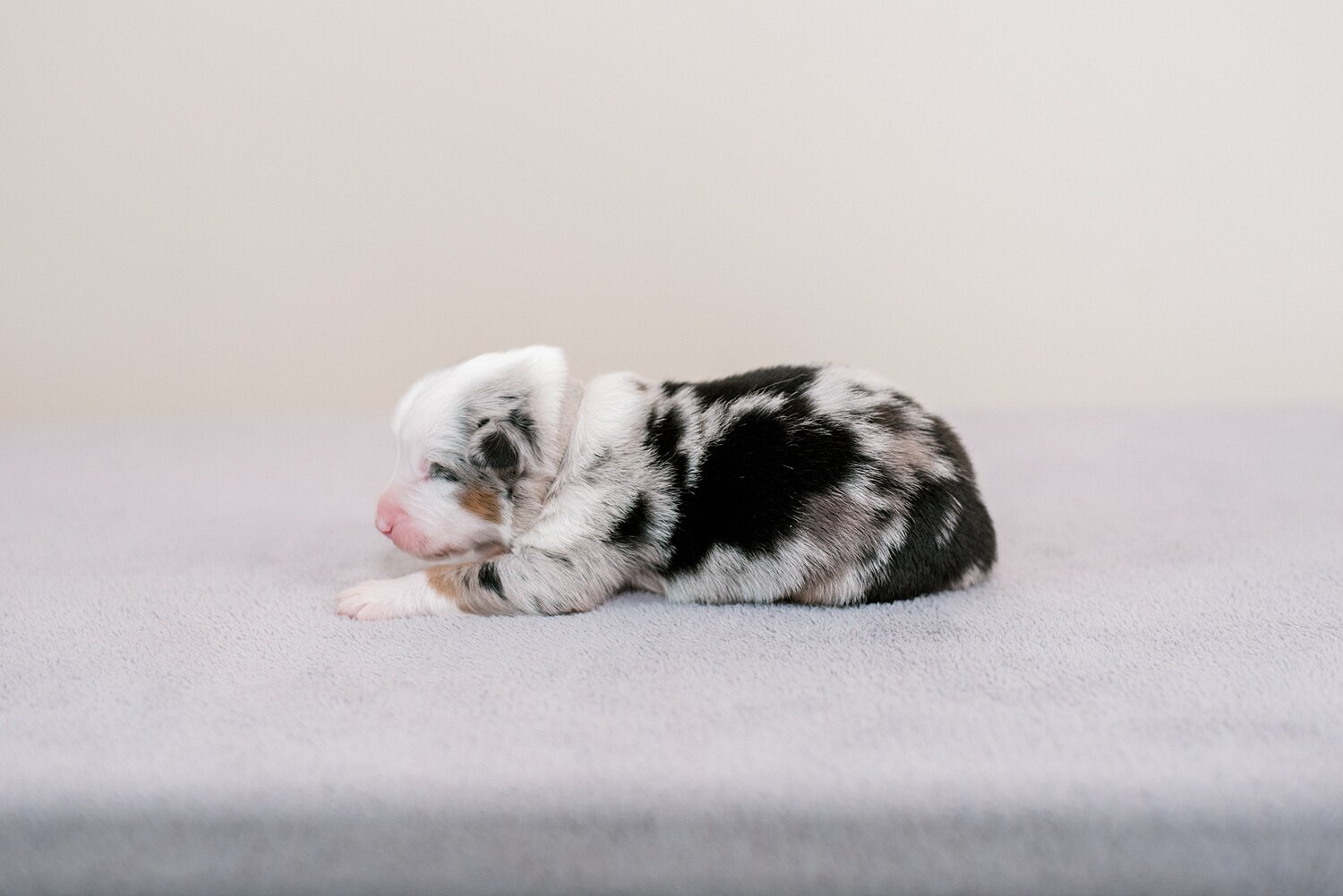 sierradyerco-ruby-pups-1-week-11_WEB.jpg