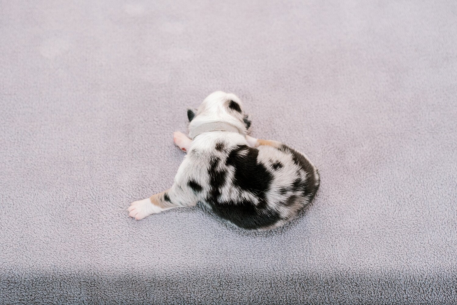 sierradyerco-ruby-pups-1-week-12_WEB.jpg