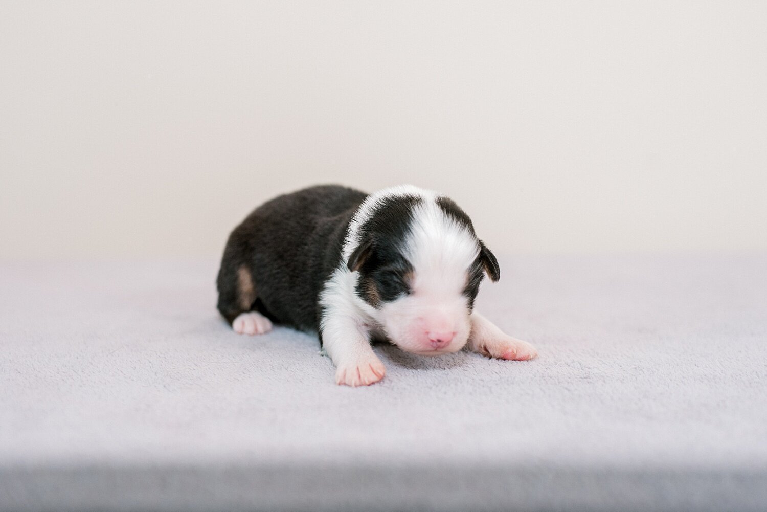 sierradyerco-ruby-pups-1-week-14_WEB.jpg