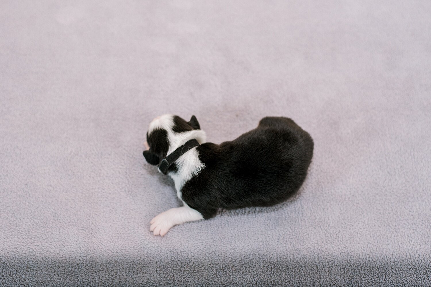 sierradyerco-ruby-pups-1-week-15_WEB.jpg