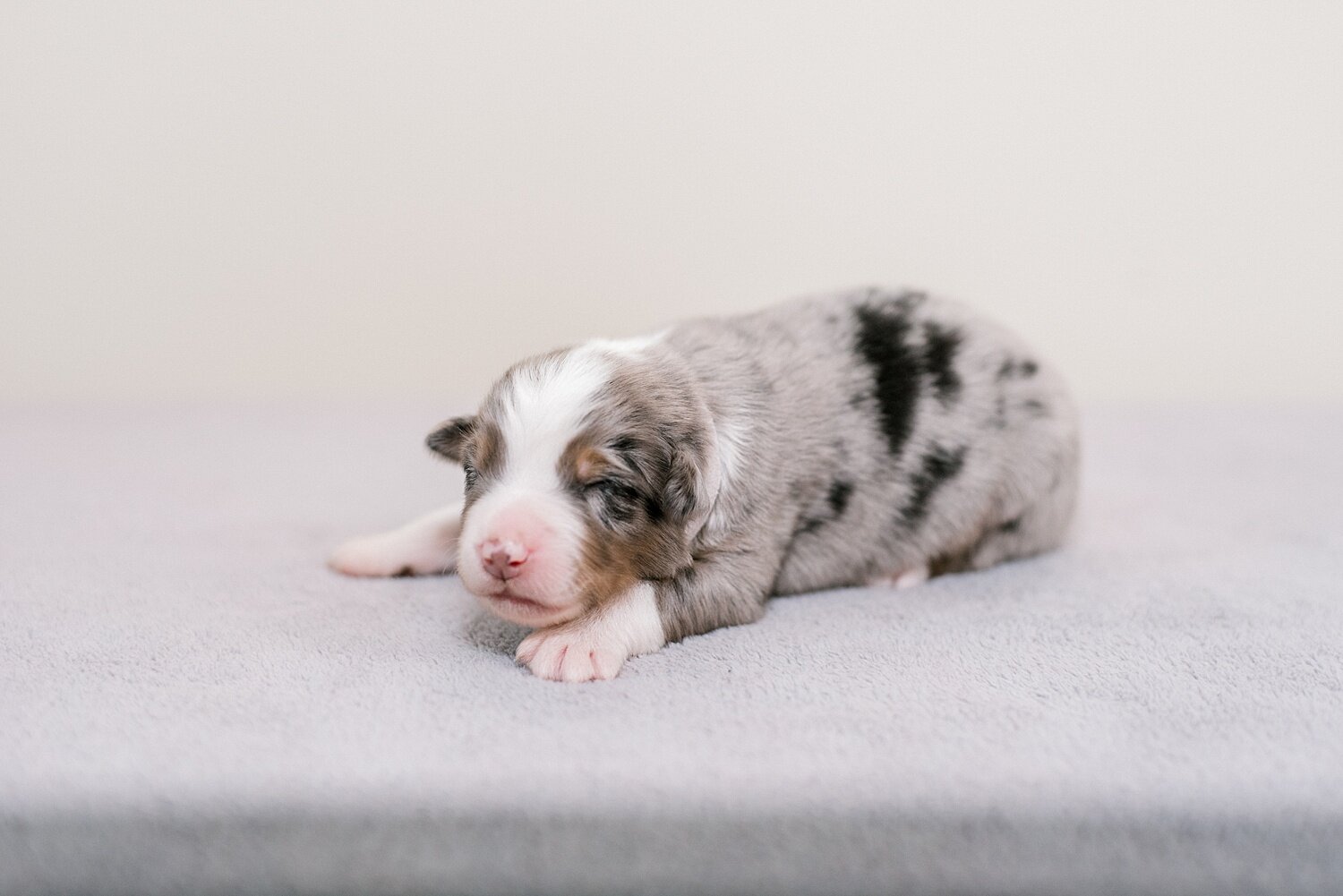 sierradyerco-ruby-pups-1-week-16_WEB.jpg
