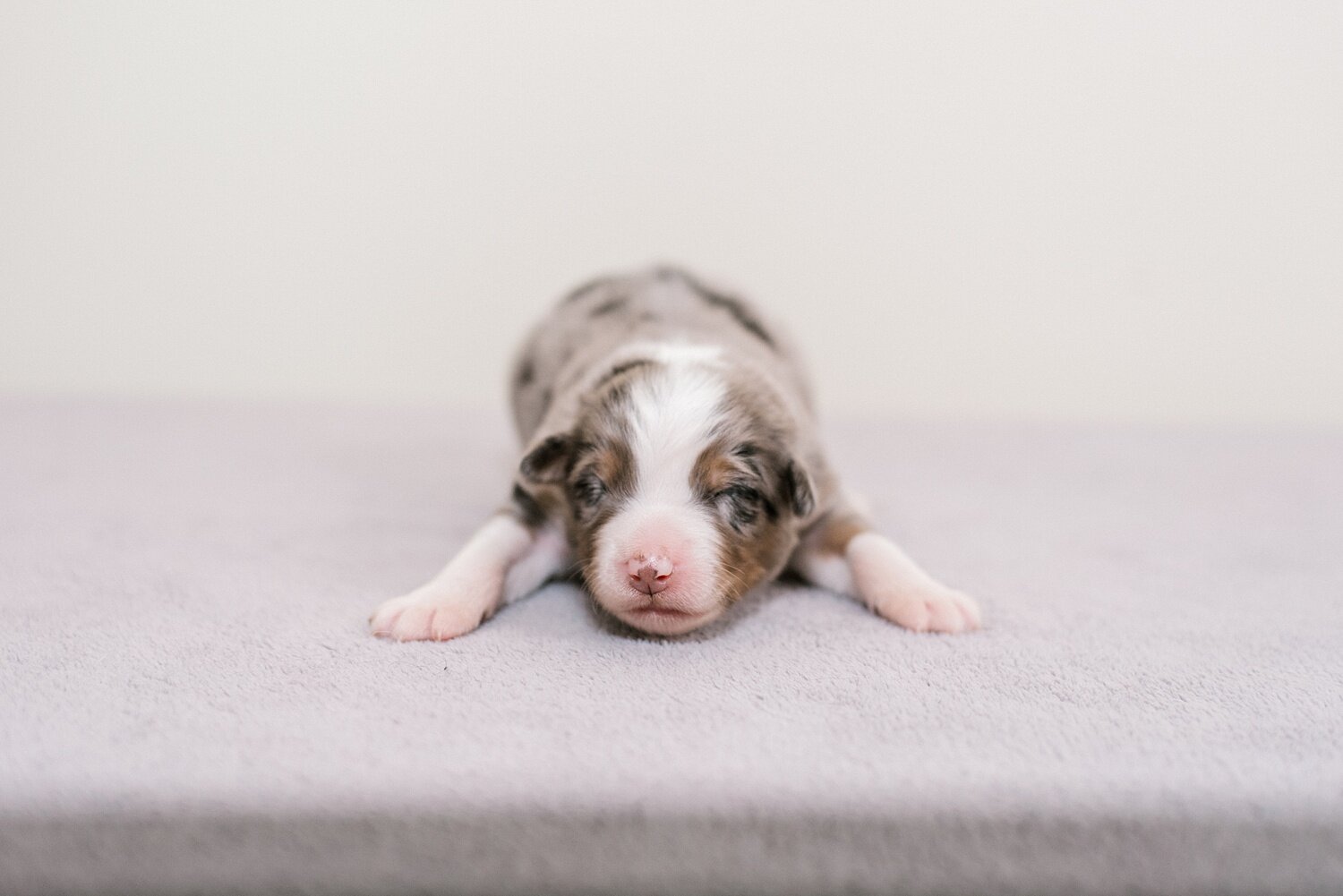 sierradyerco-ruby-pups-1-week-17_WEB.jpg