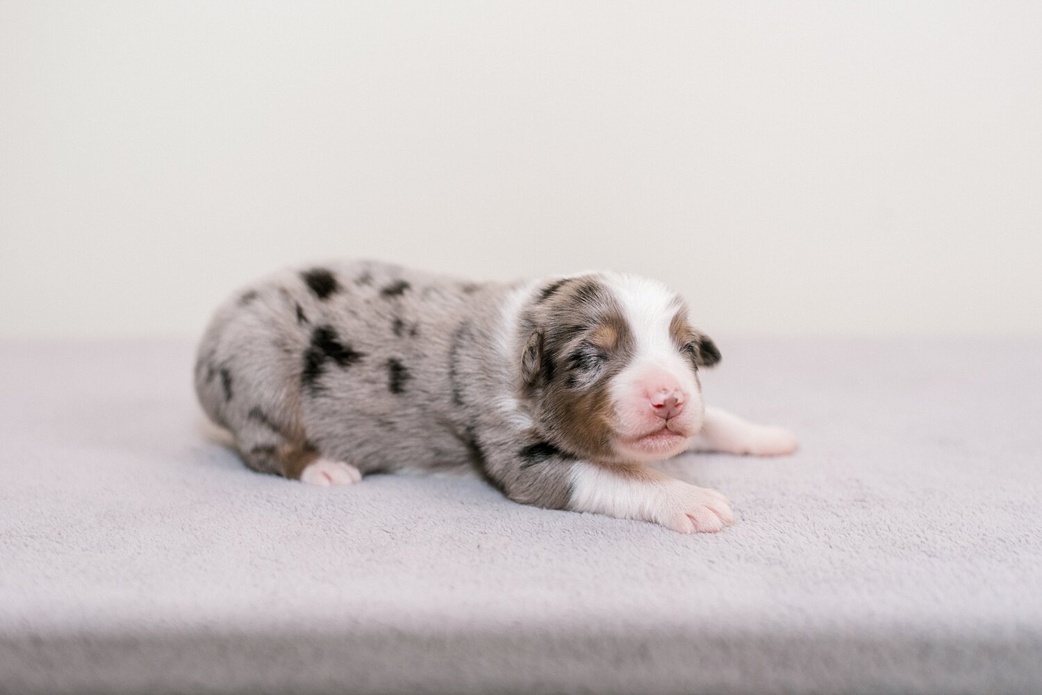 sierradyerco-ruby-pups-1-week-18_WEB.jpg