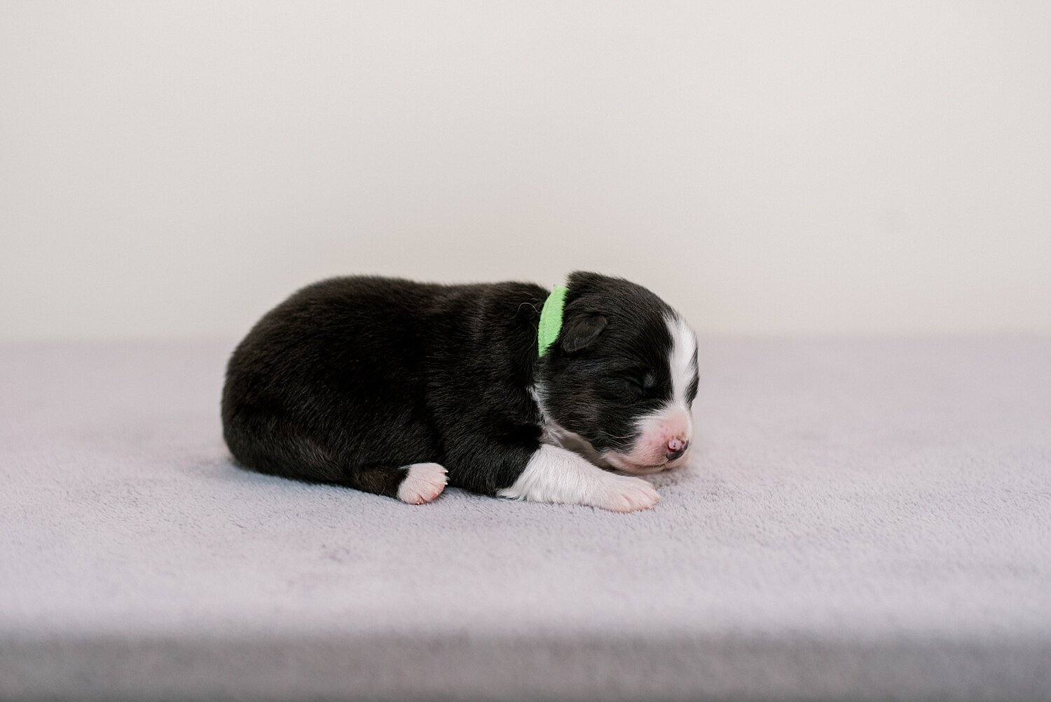 sierradyerco-ruby-pups-1-week-20_WEB.jpg