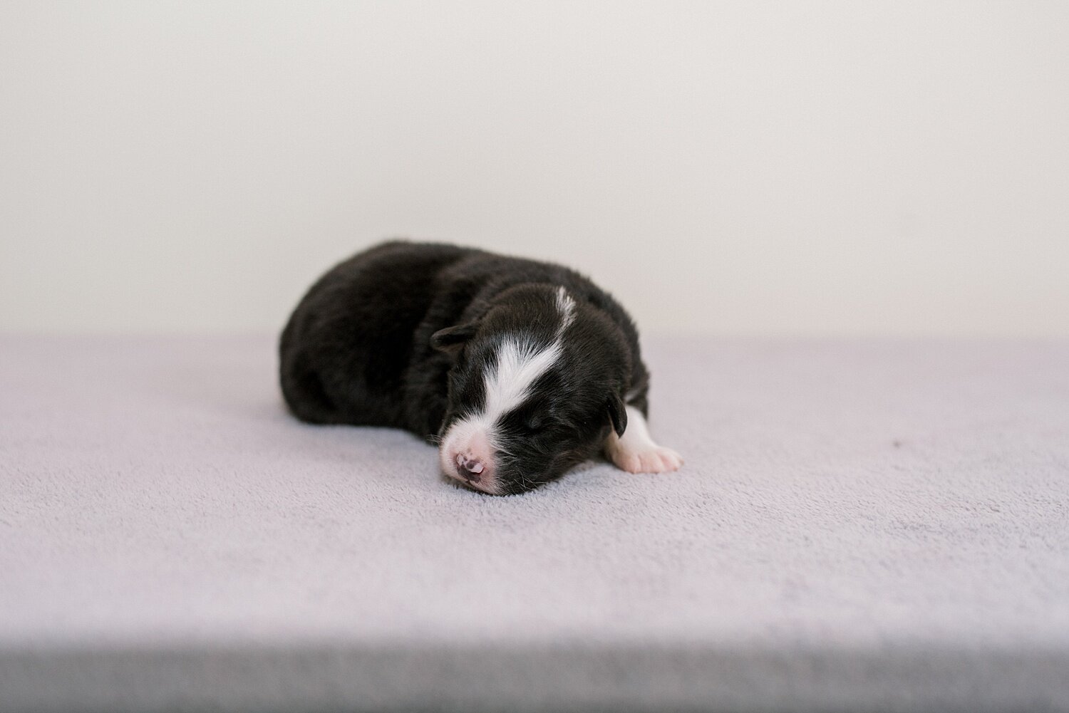 sierradyerco-ruby-pups-1-week-21_WEB.jpg