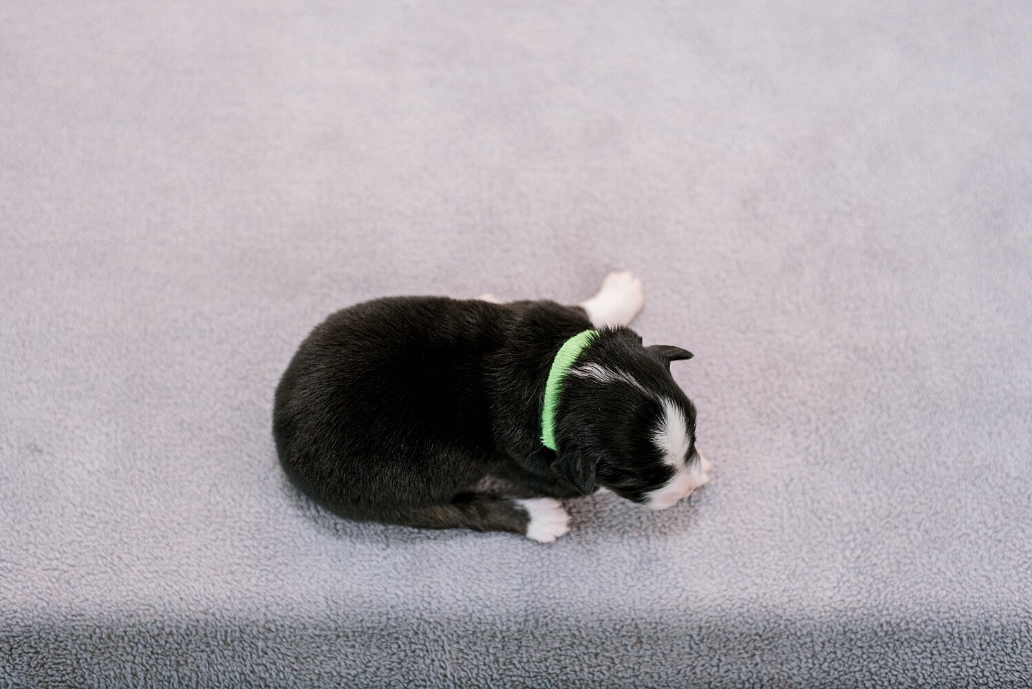 sierradyerco-ruby-pups-1-week-22_WEB.jpg