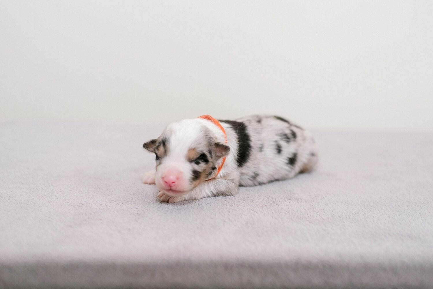 sierradyerco-ruby-pups-1-week-24_WEB.jpg