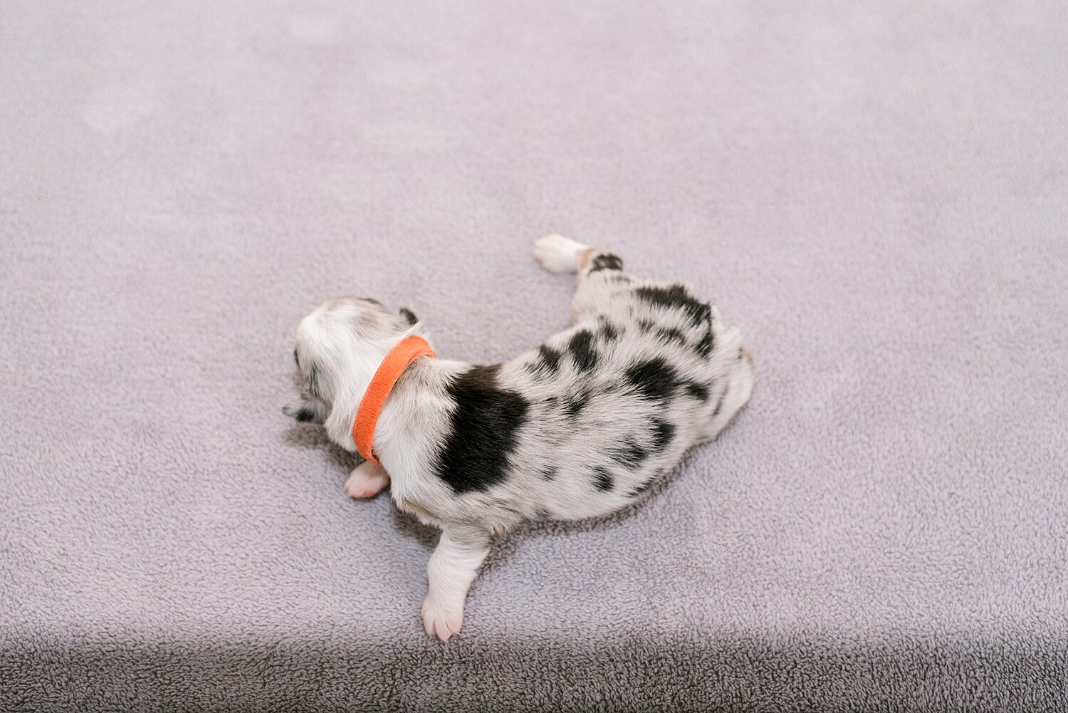 sierradyerco-ruby-pups-1-week-25_WEB.jpg