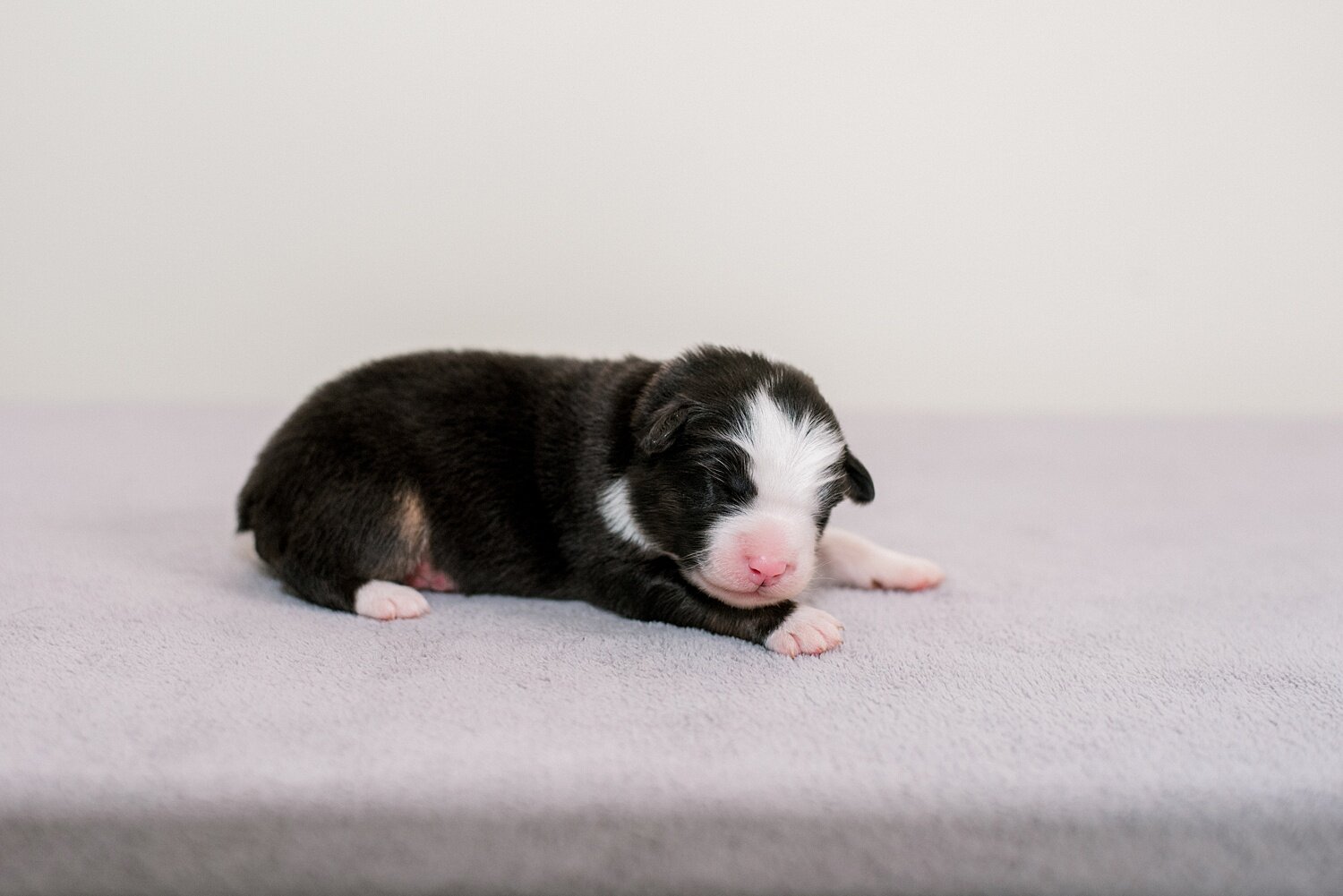 sierradyerco-ruby-pups-1-week-27_WEB.jpg