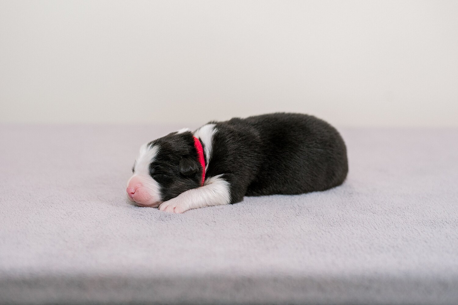 sierradyerco-ruby-pups-1-week-28_WEB.jpg
