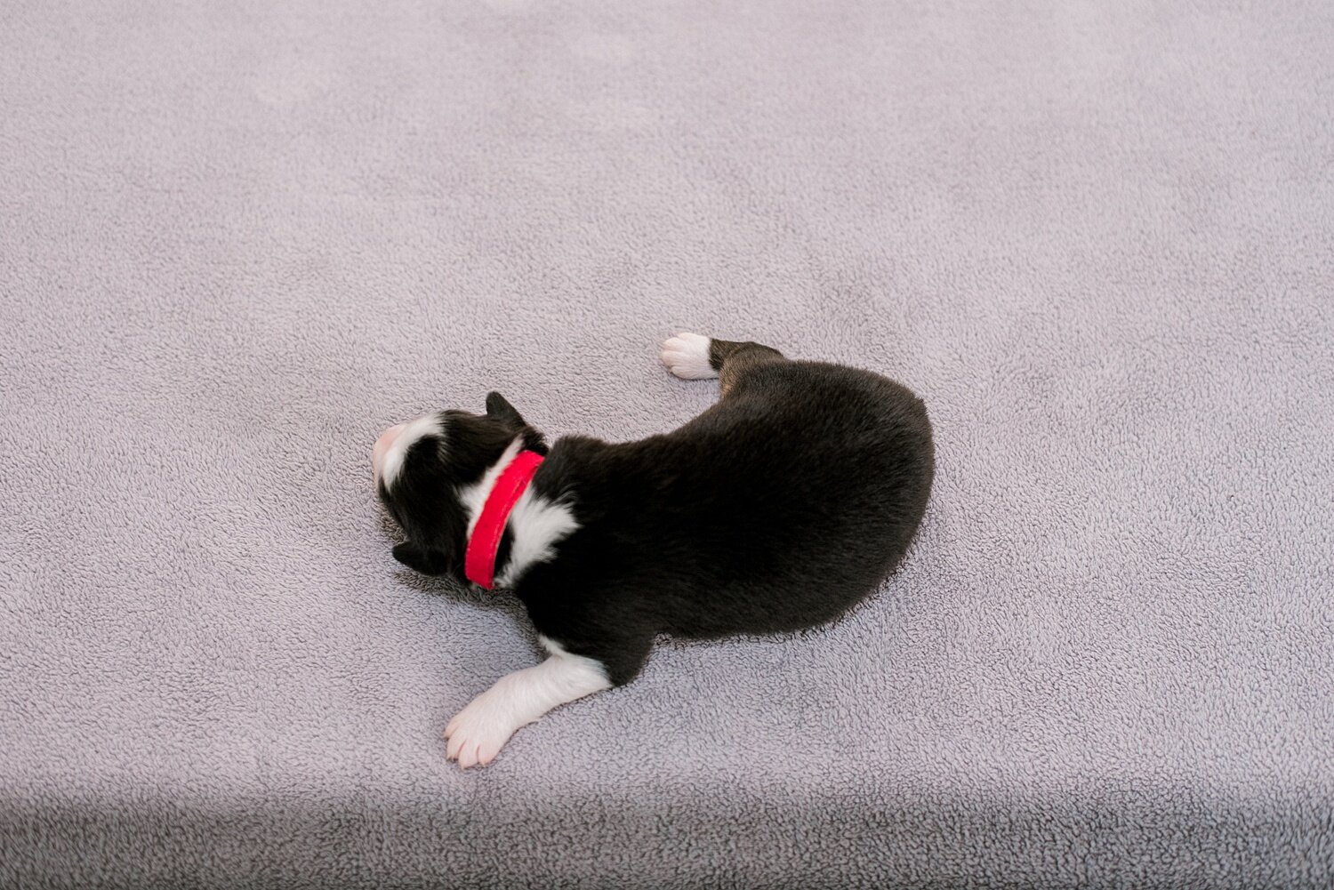 sierradyerco-ruby-pups-1-week-29_WEB.jpg