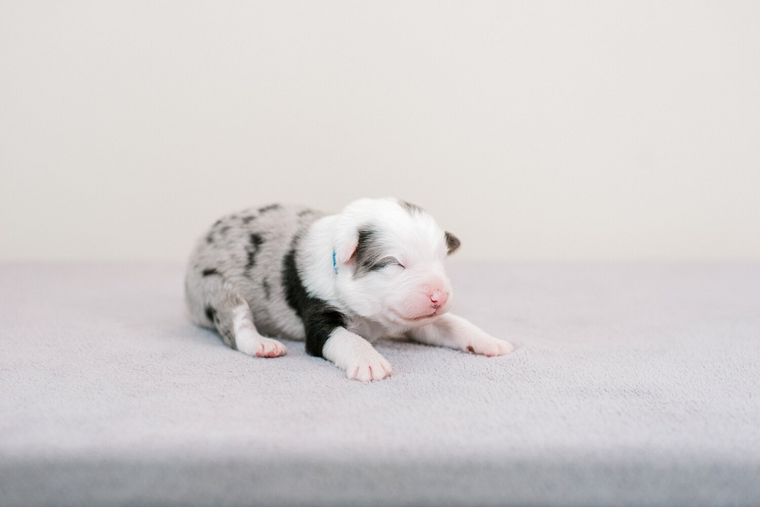 sierradyerco-ruby-pups-1-week-30_WEB.jpg