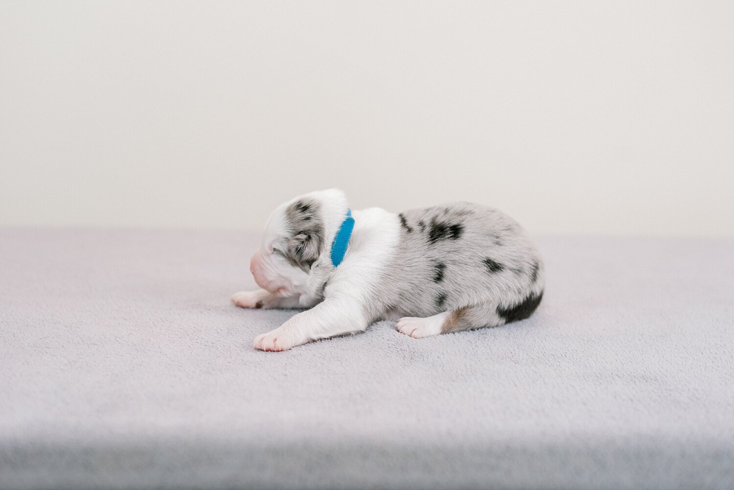 sierradyerco-ruby-pups-1-week-31_WEB.jpg