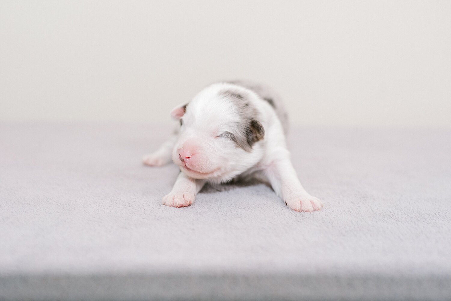 sierradyerco-ruby-pups-1-week-32_WEB.jpg