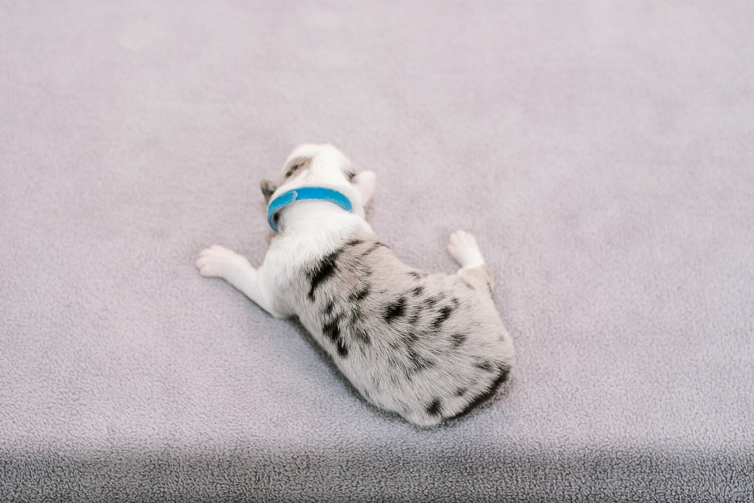 sierradyerco-ruby-pups-1-week-33_WEB.jpg