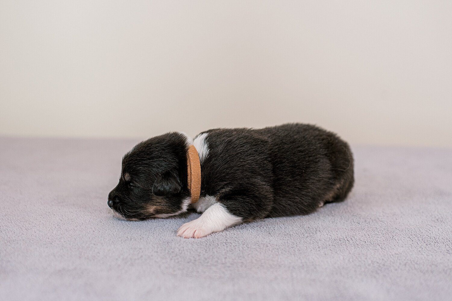 ruby-pups-2-weeks-7_WEB.jpg
