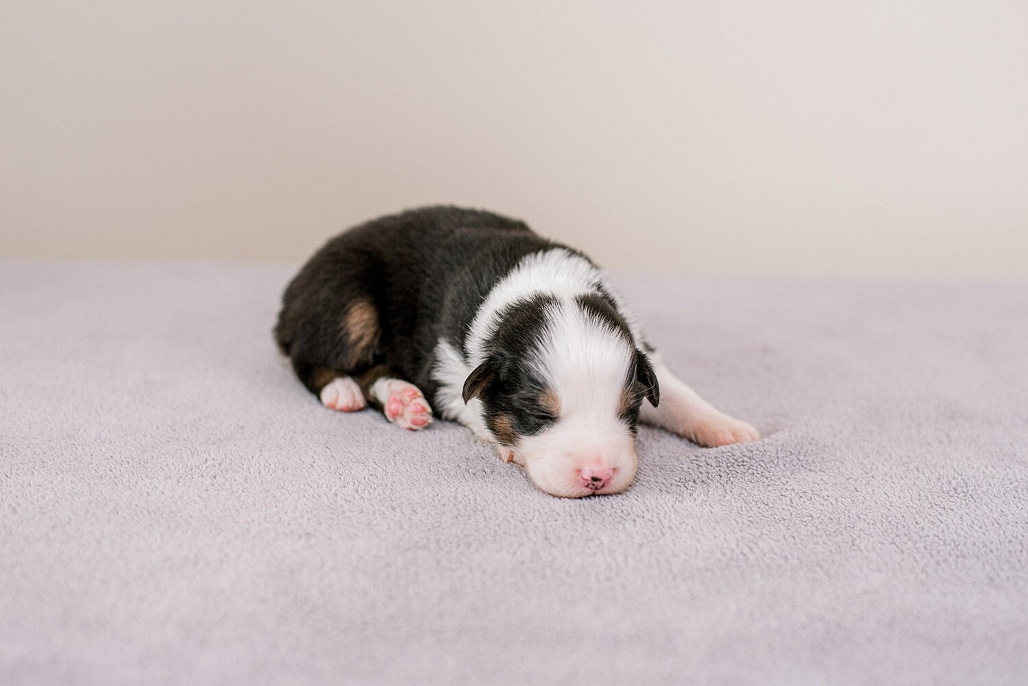 ruby-pups-2-weeks-14_WEB.jpg