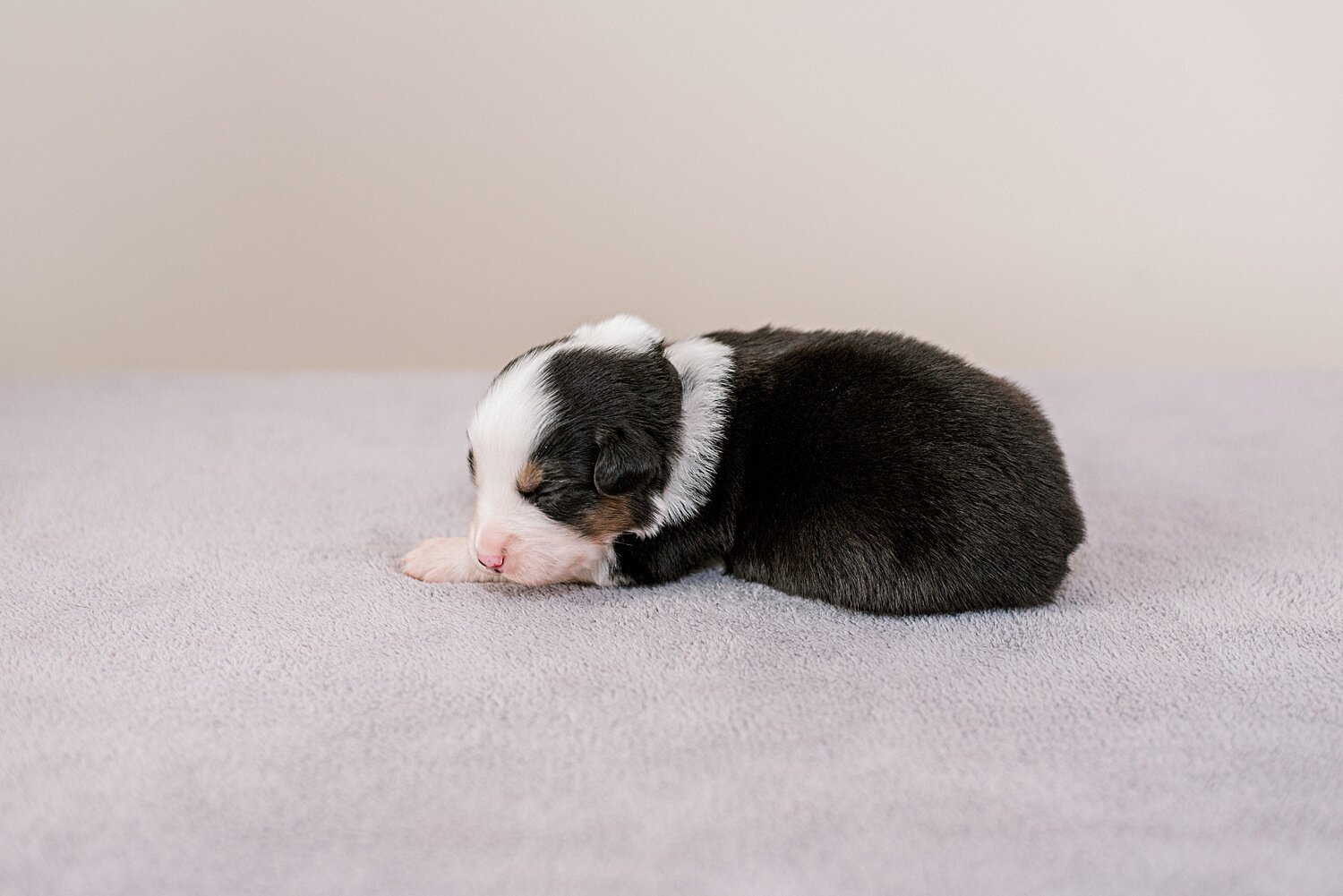 ruby-pups-2-weeks-15_WEB.jpg