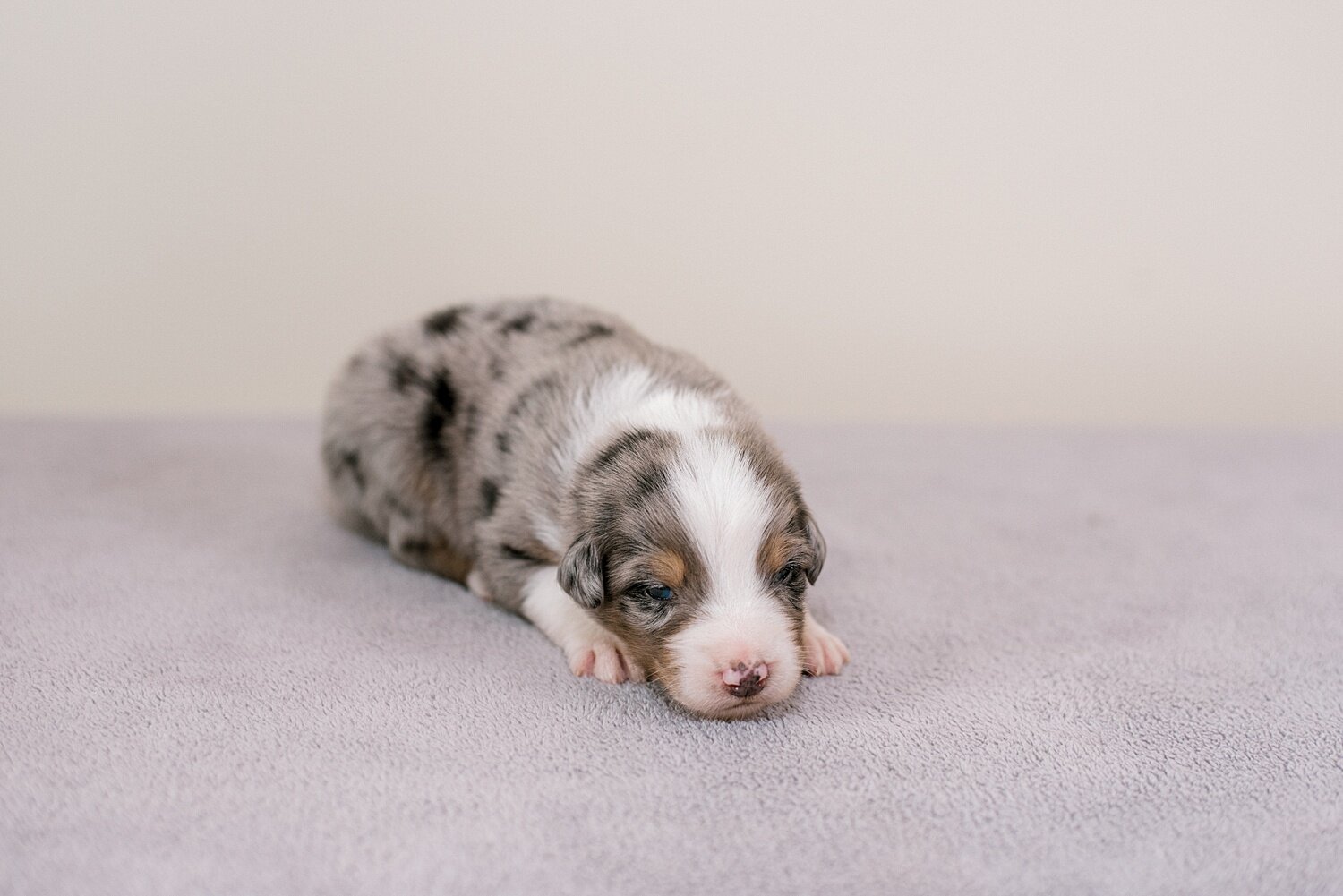 ruby-pups-2-weeks-12_WEB.jpg