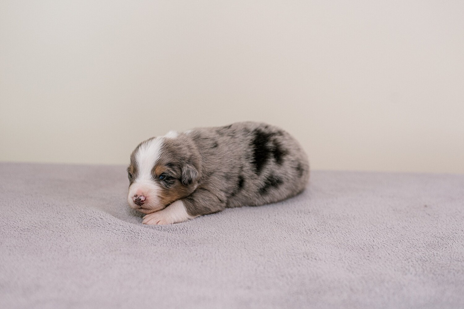 ruby-pups-2-weeks-13_WEB.jpg