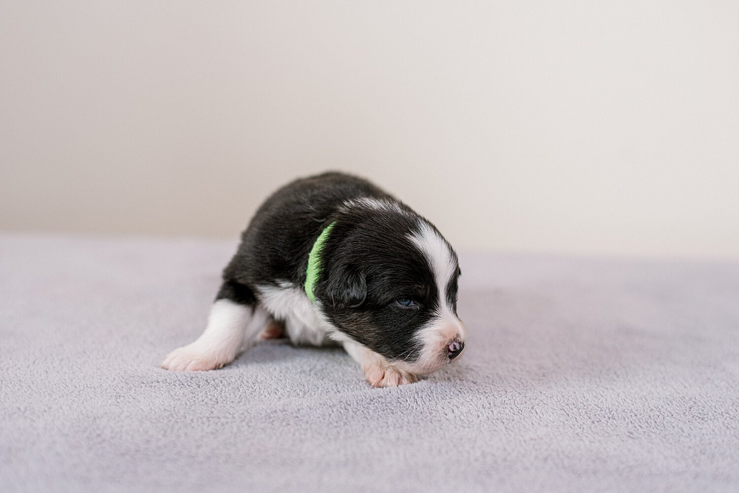 ruby-pups-2-weeks-2_WEB.jpg