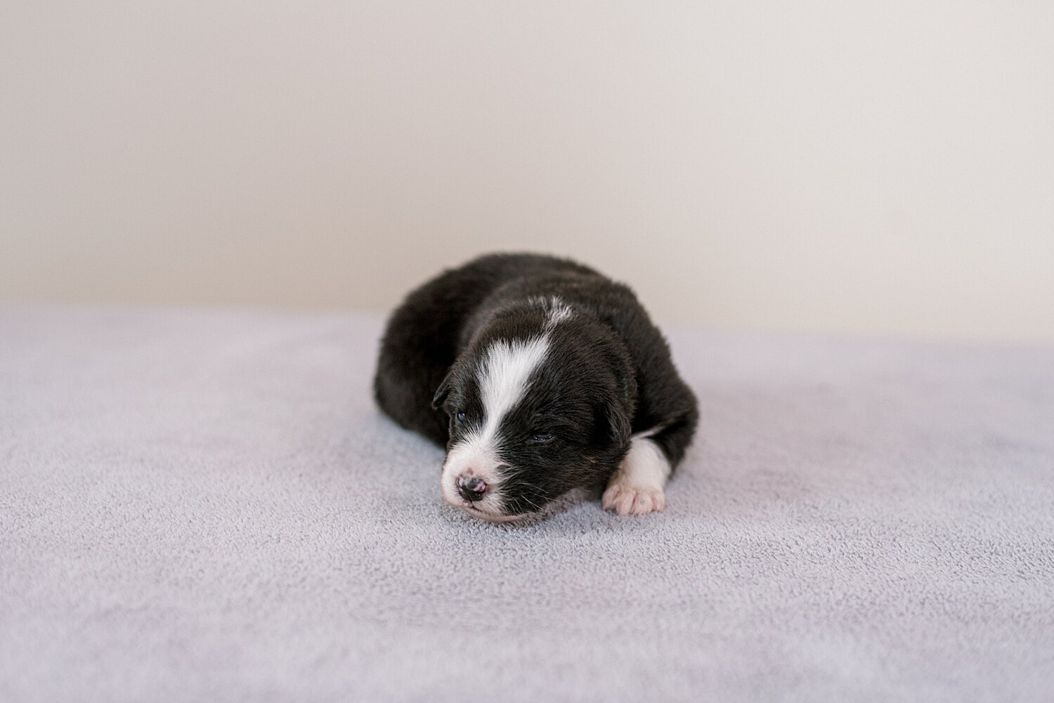 ruby-pups-2-weeks-3_WEB.jpg