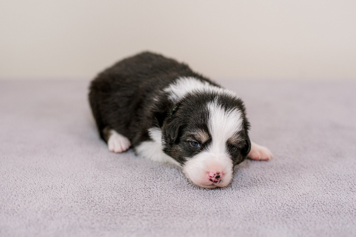 ruby-pups-2-weeks-10_WEB.jpg