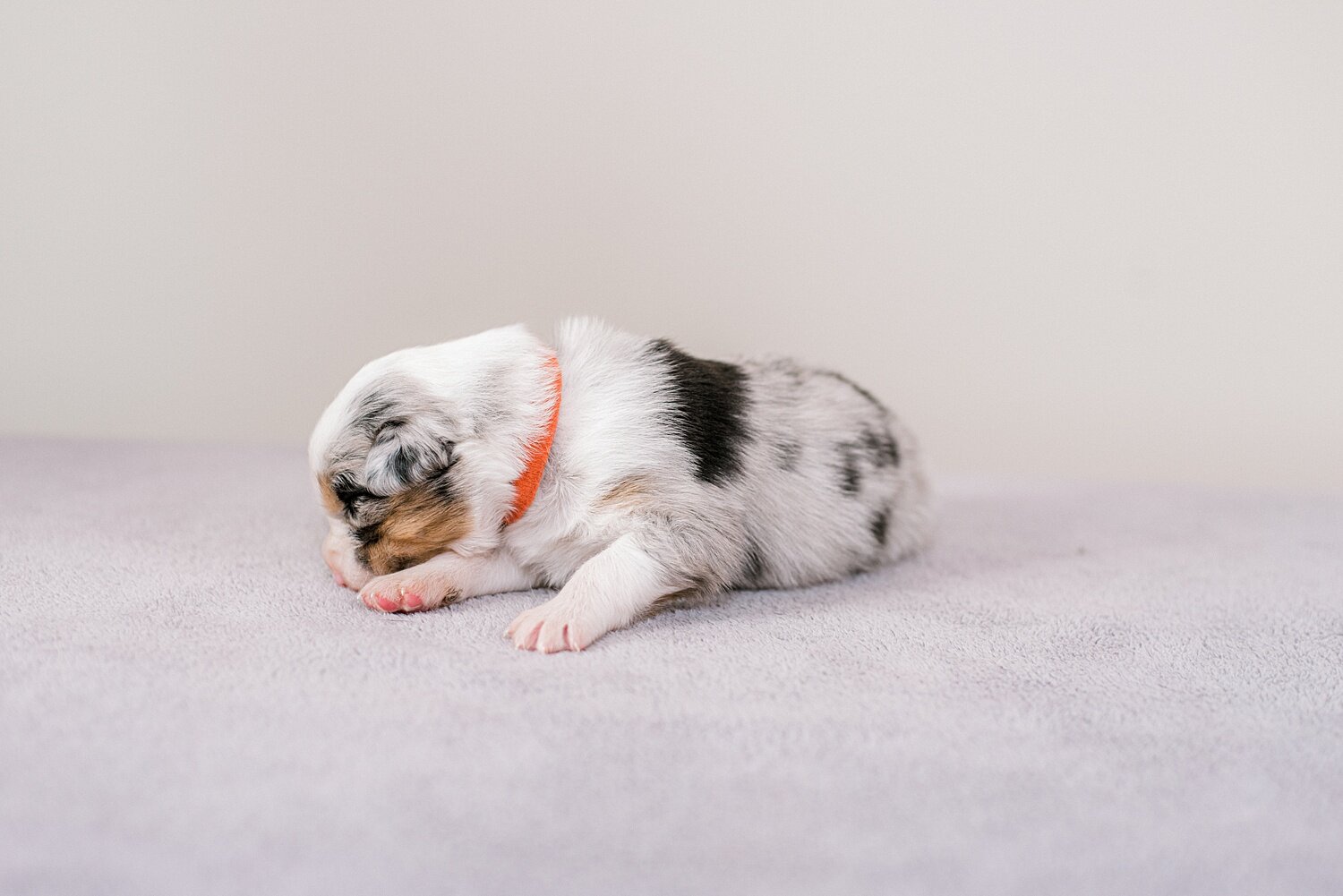ruby-pups-2-weeks-5_WEB.jpg