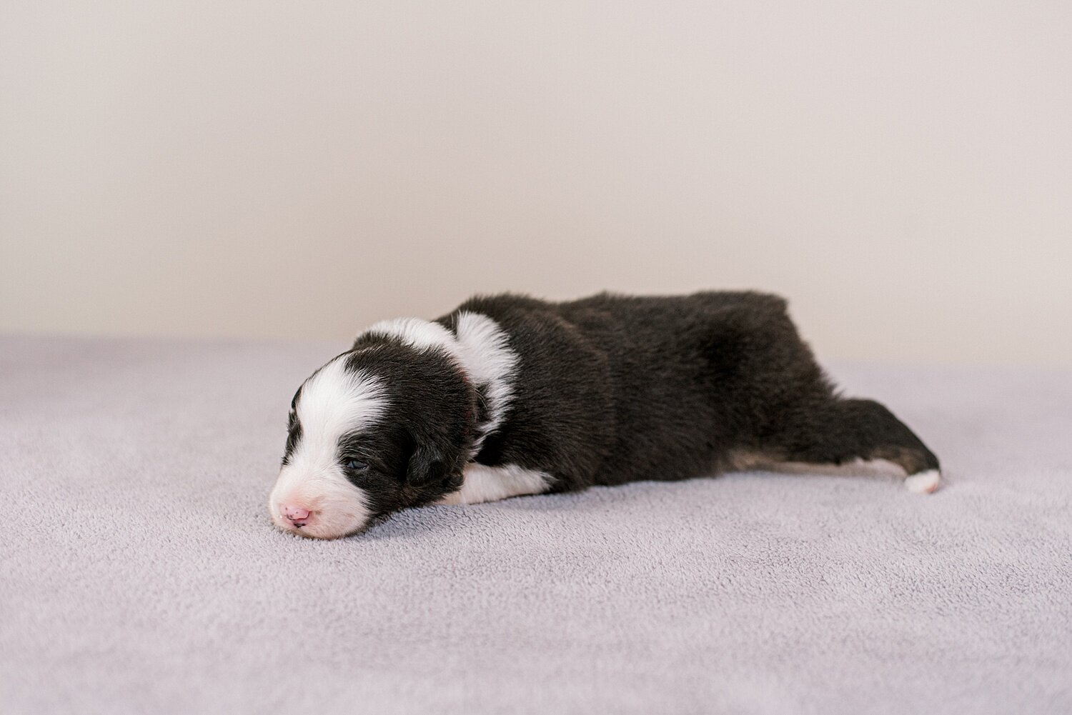 ruby-pups-2-weeks-19_WEB.jpg