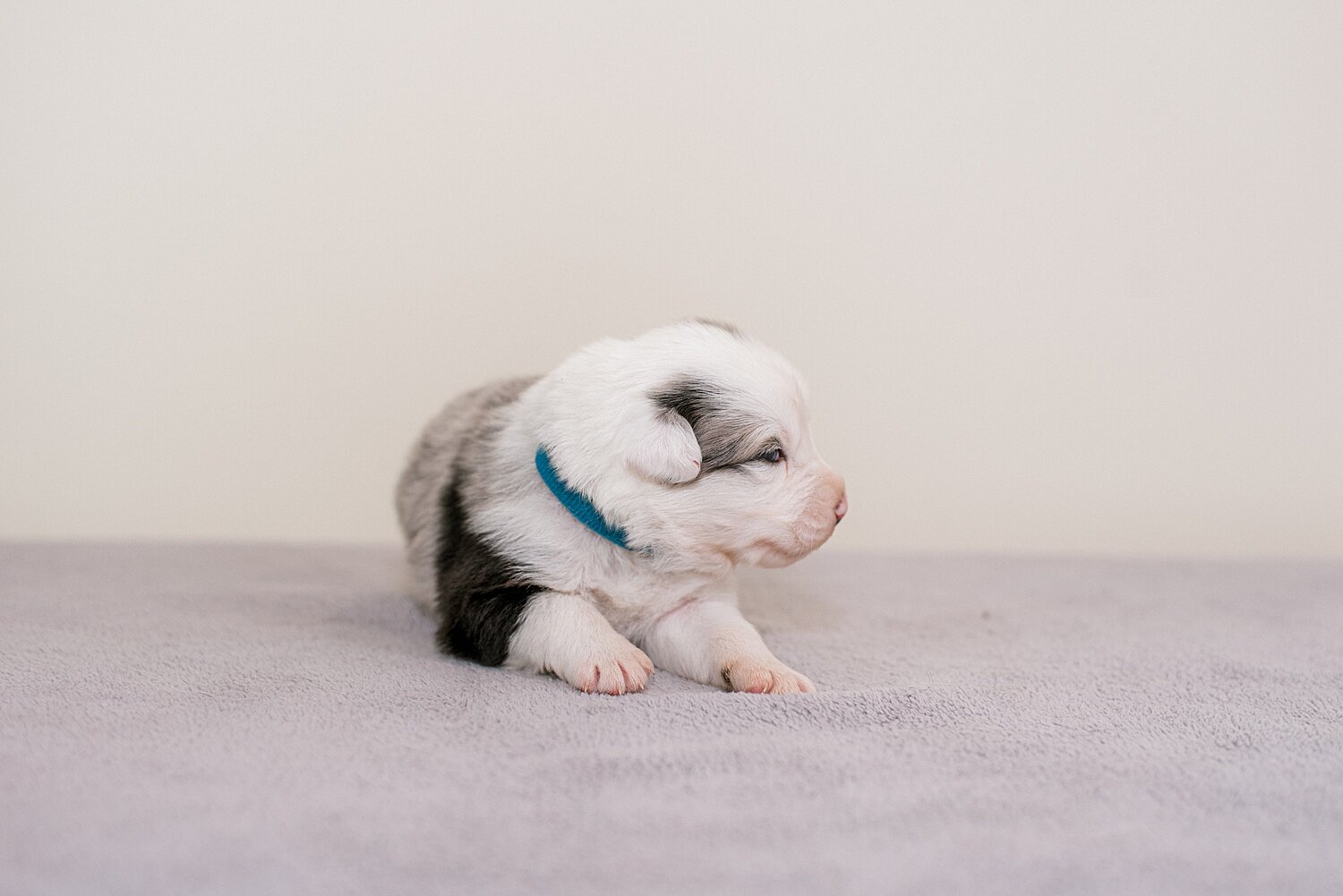 ruby-pups-2-weeks-8_WEB.jpg