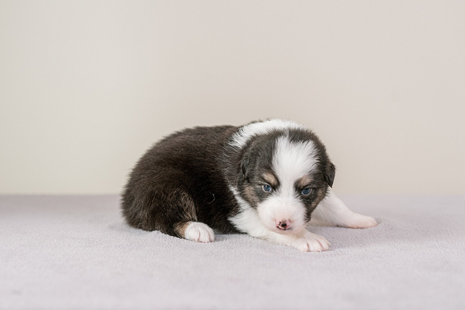 ruby-pups-3-weeks-13_WEB.jpg