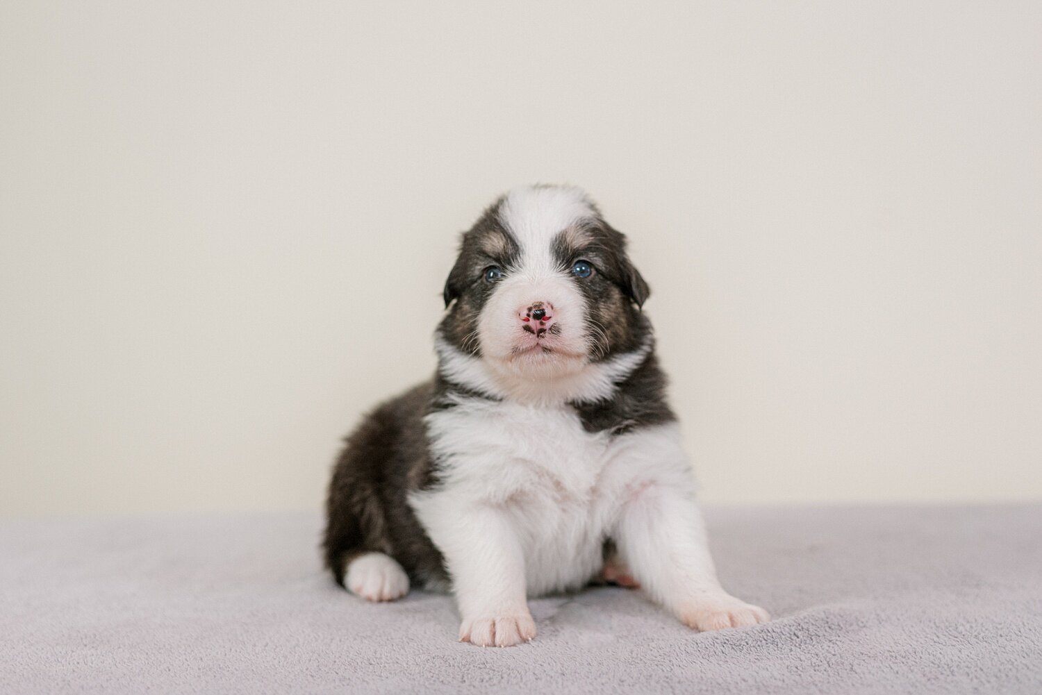 ruby-pups-3-weeks-12_WEB.jpg