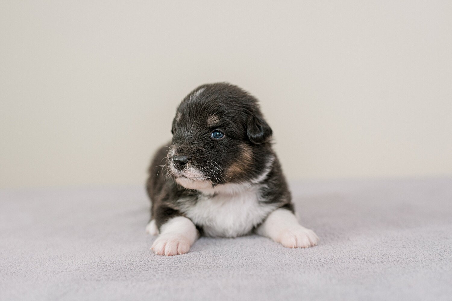 ruby-pups-3-weeks-1_WEB.jpg