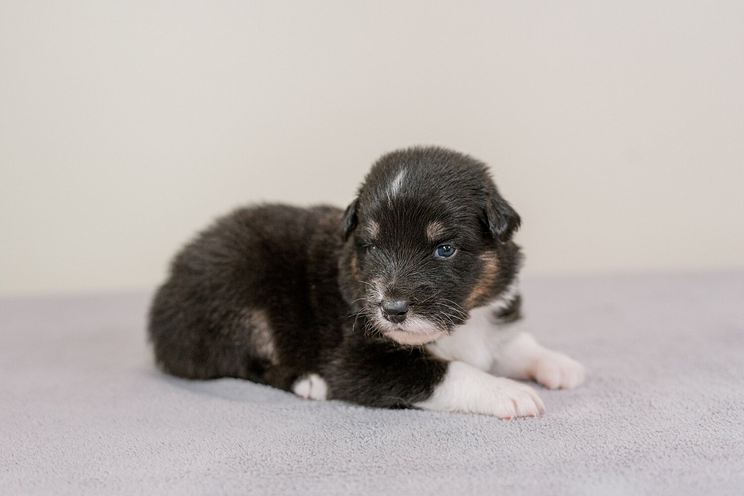 ruby-pups-3-weeks-3_WEB.jpg