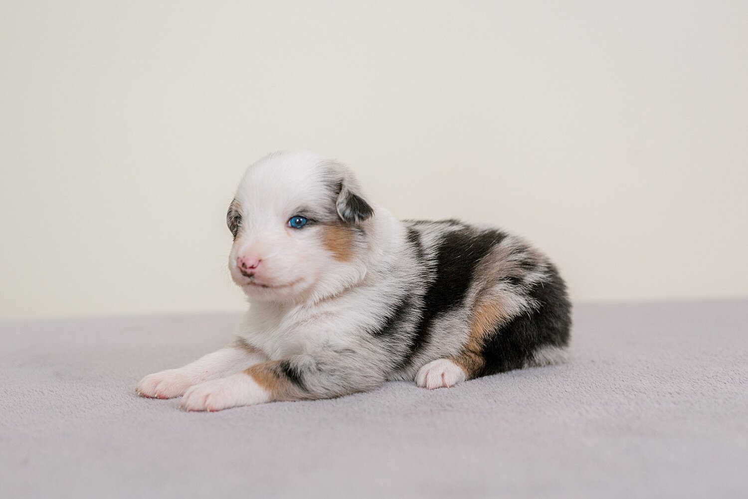 ruby-pups-3-weeks-16_WEB.jpg