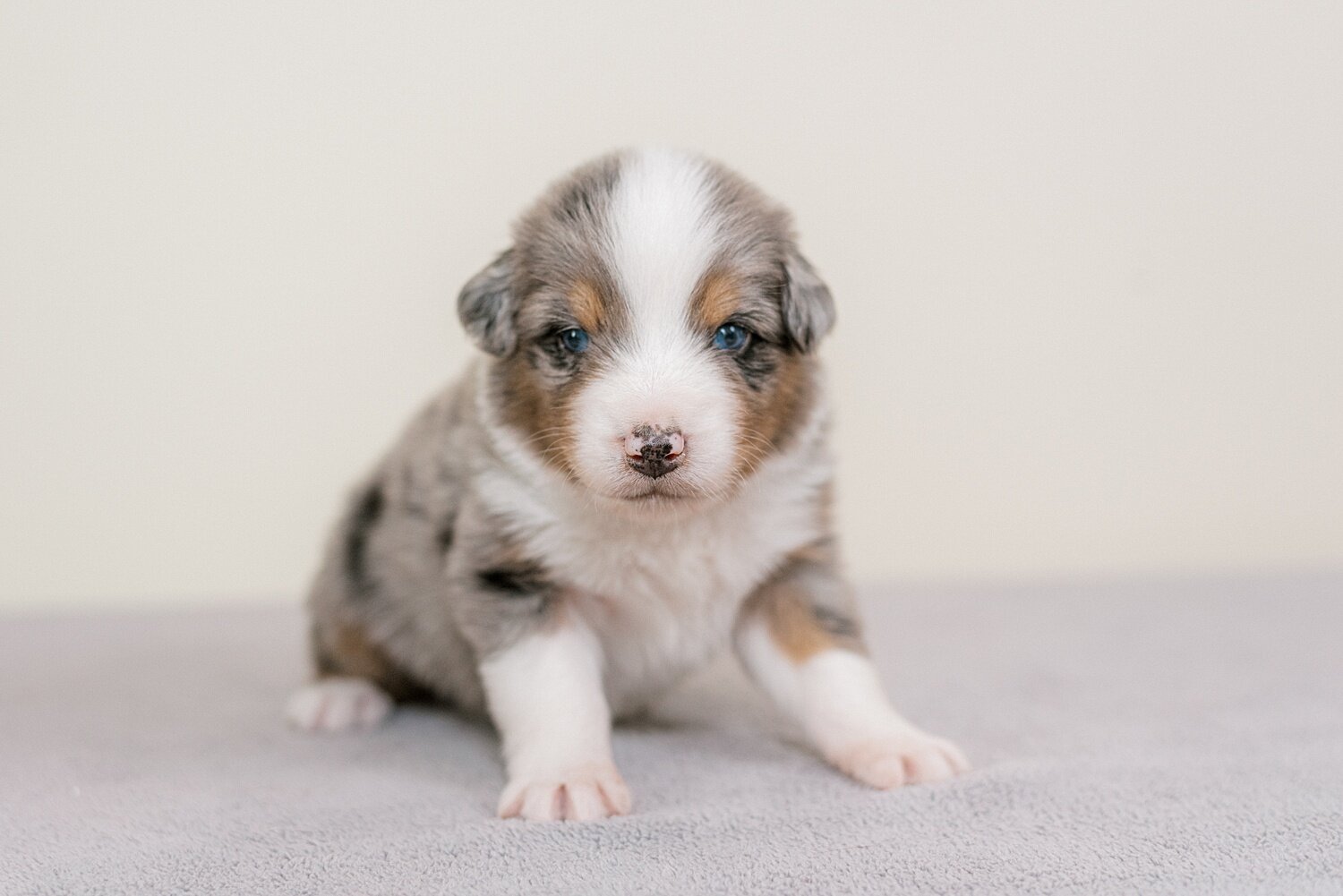 ruby-pups-3-weeks-5_WEB.jpg