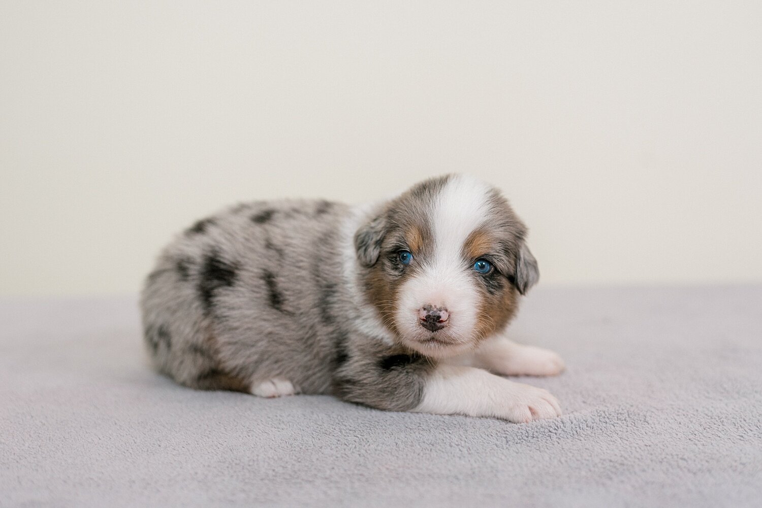 ruby-pups-3-weeks-4_WEB.jpg
