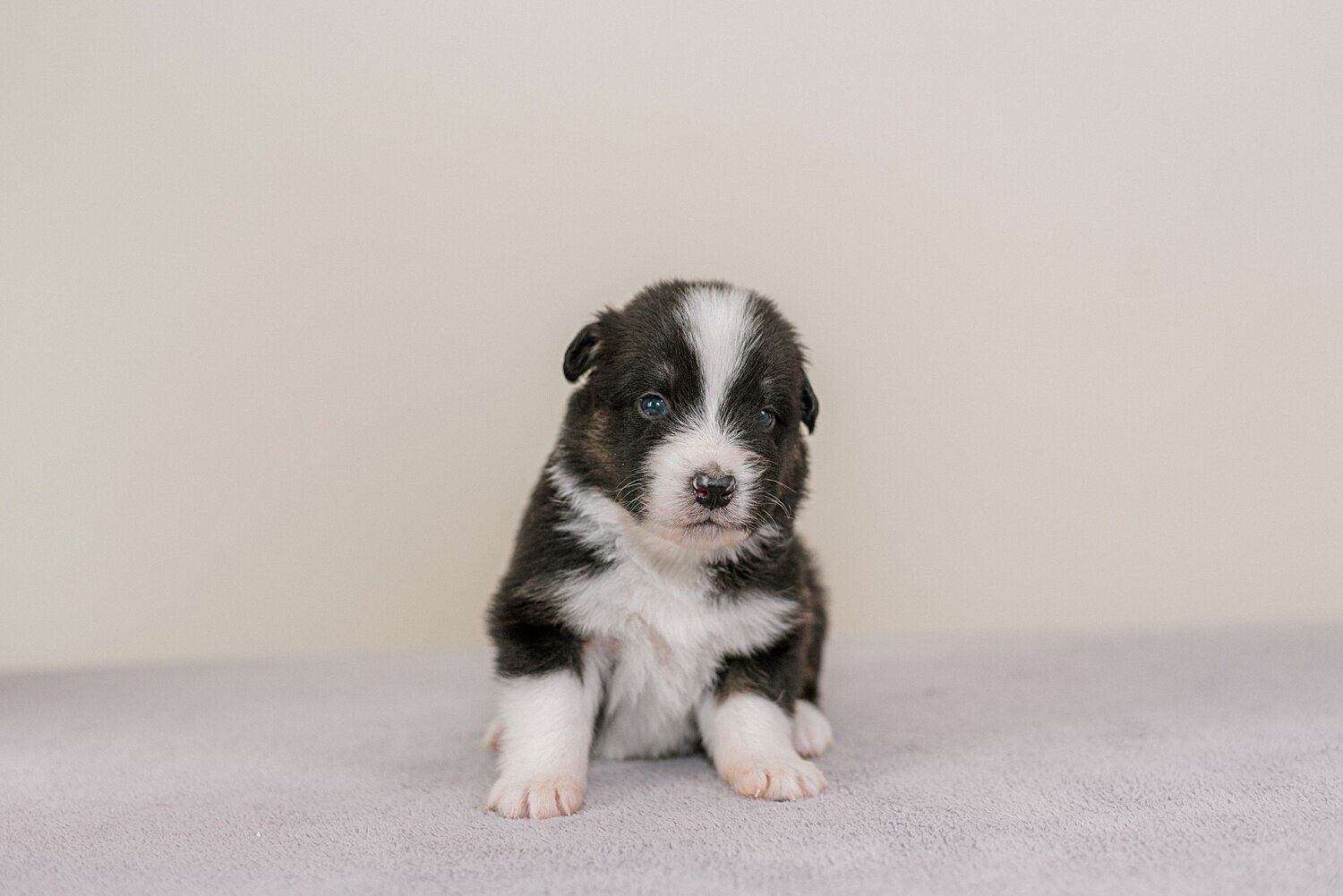 ruby-pups-3-weeks-9_WEB.jpg