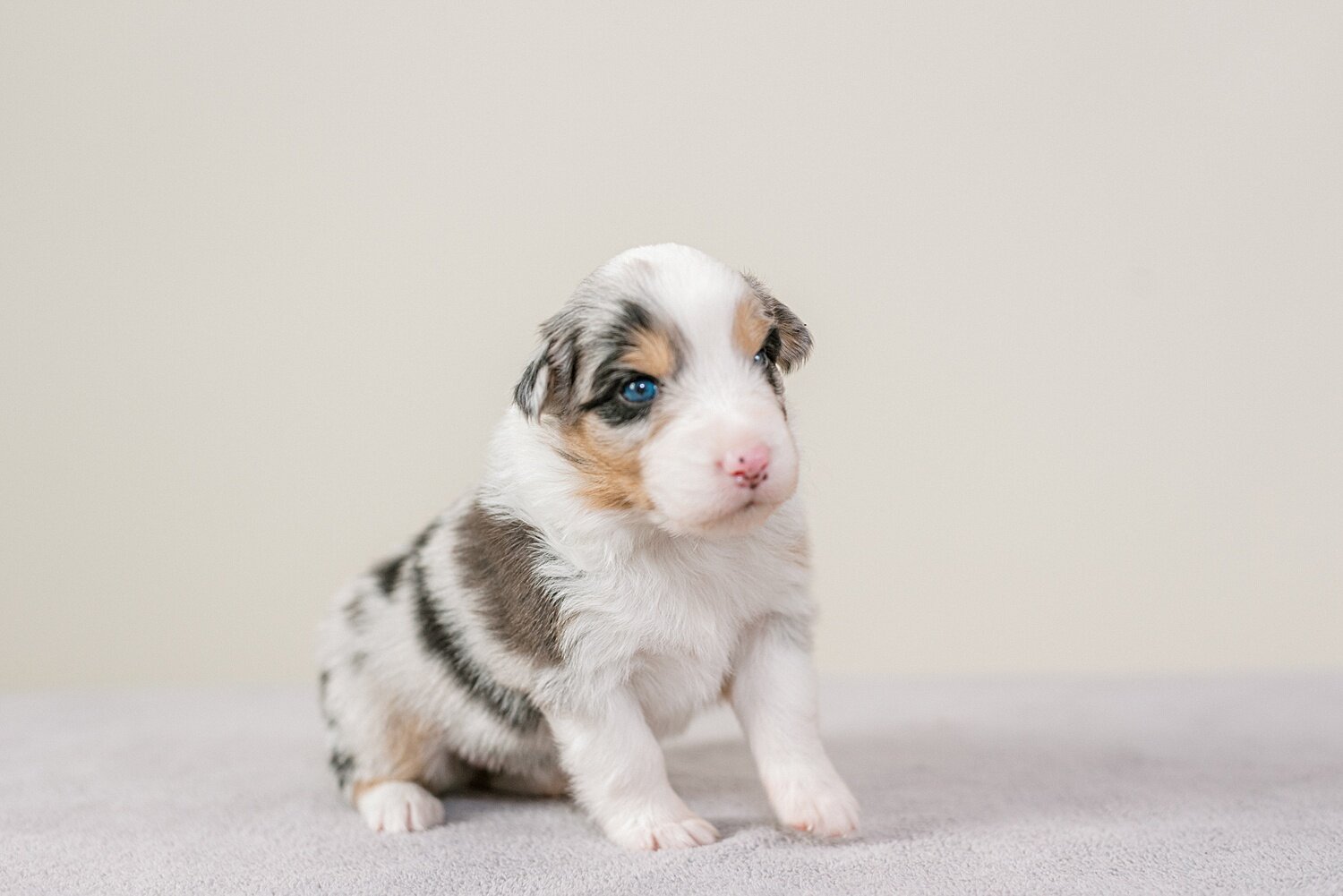 ruby-pups-3-weeks-11_WEB.jpg