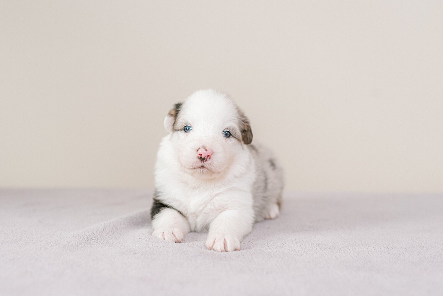 ruby-pups-3-weeks-20_WEB.jpg