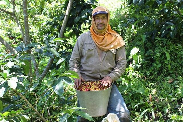 🐫 Colombians use the verb &quot;camellar&quot; (literally- &quot;to camel&quot;) to mean working hard, like a camel. Here's Nolberto Olaya, camel-ing hard to pick yellow and red caturra cherries while they're ripe on his farm La Cinta. 🐫⁠
⁠
Colombi