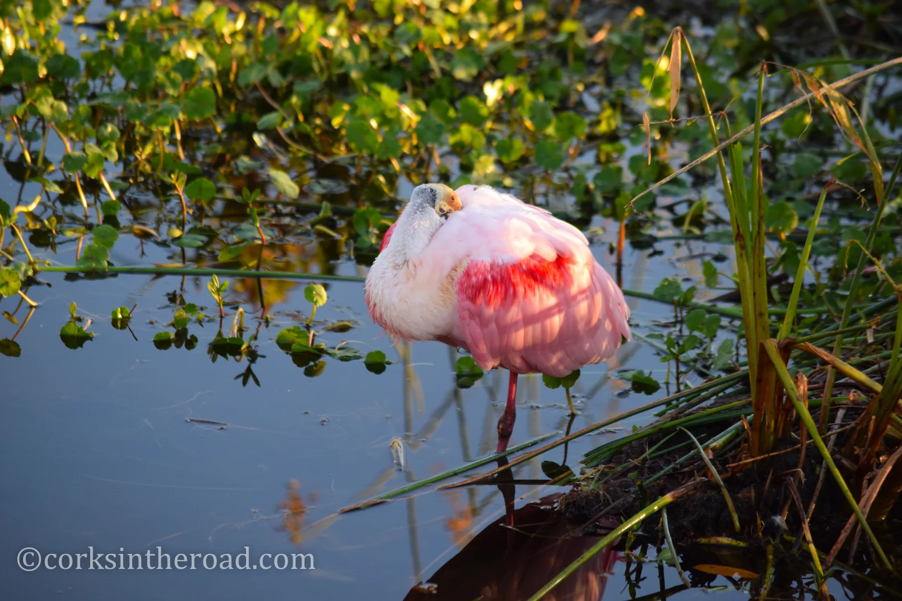 Birds-Personal-Swamp-Wakodahatchee.jpg