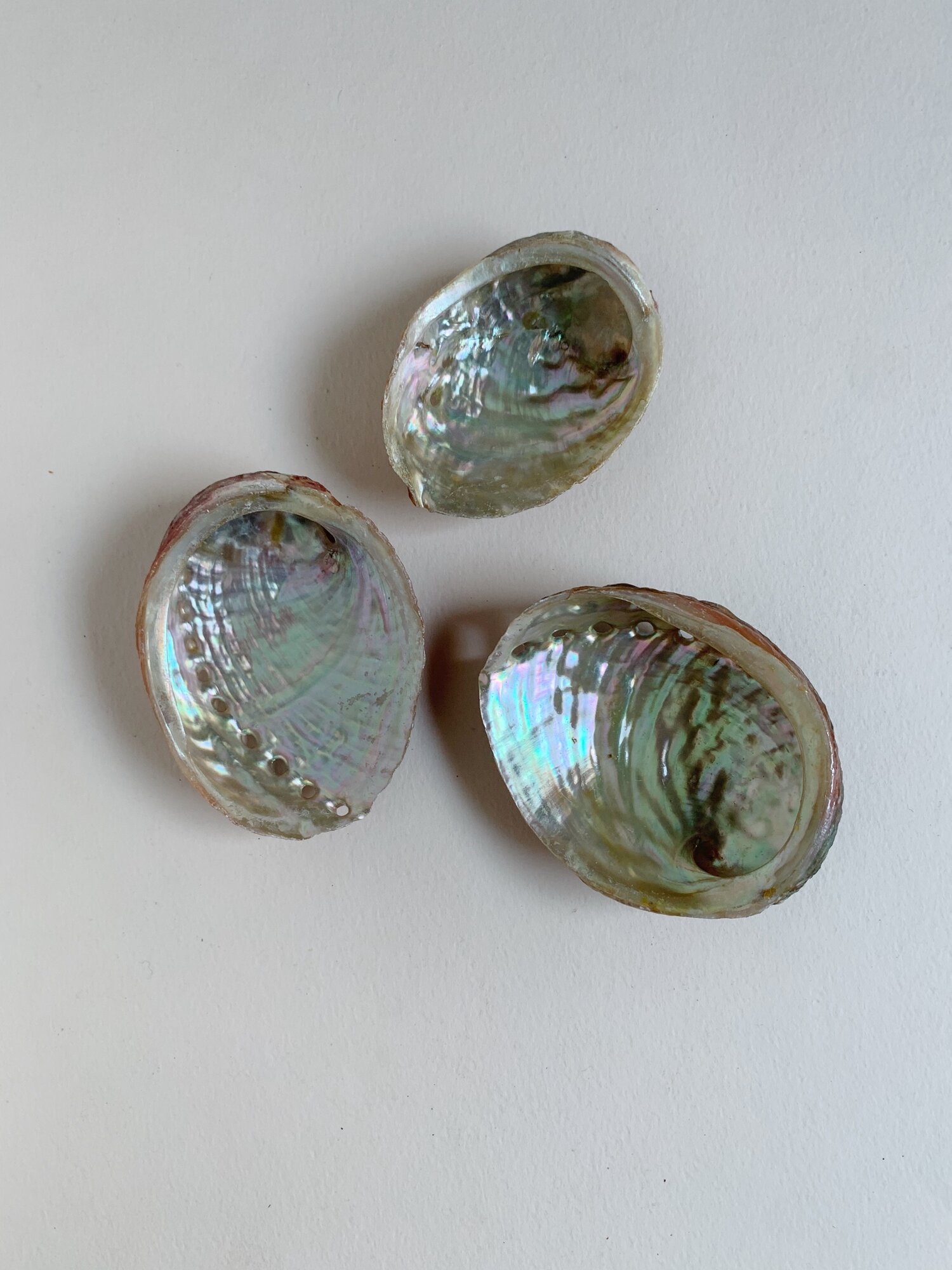 Abalone Shell- small — TINY RITUAL