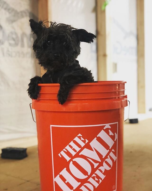 @landsbyelectric puppy &ldquo;Pookie&rdquo; in #homedepot buckets help make electrical work posts more interesting 😉 today we are wiring a shop here in Sherwood (with no help from Pook!) 🐶