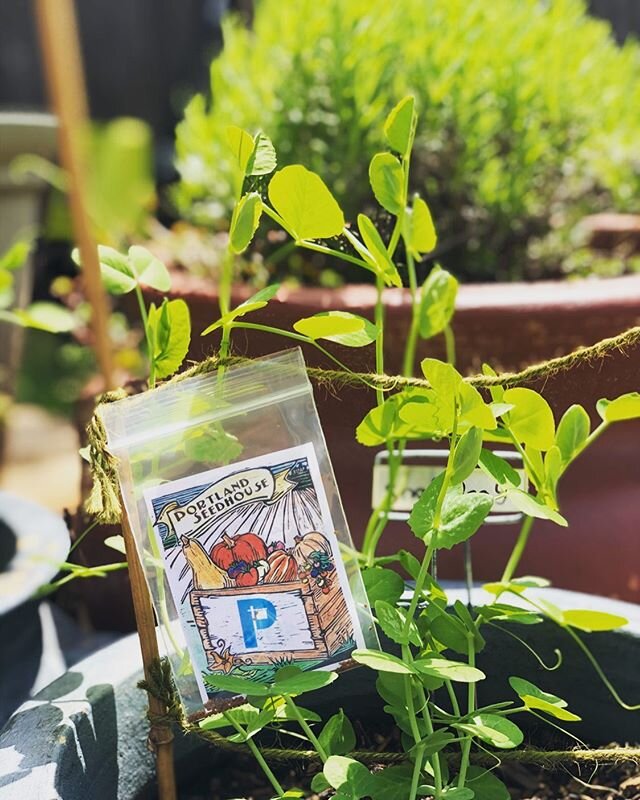 @pdxworksteam always sends the sweetest most thoughtful treats in the mail throughout the year - but during times like this these, #portlandseedhouse seeds brought an especially huge smile to our faces! We will add these to the seed starters our kids