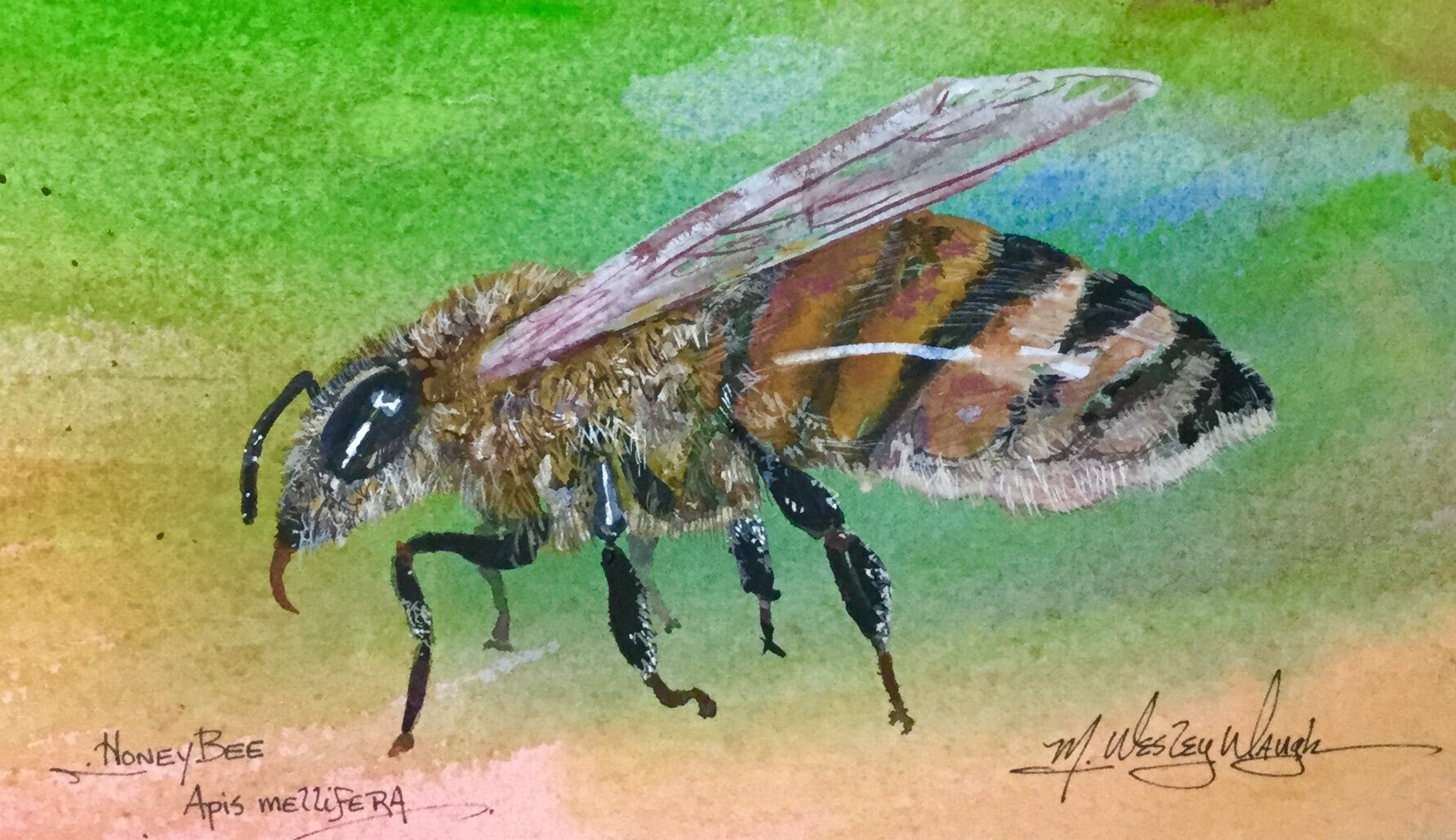 Honeybee SOLD