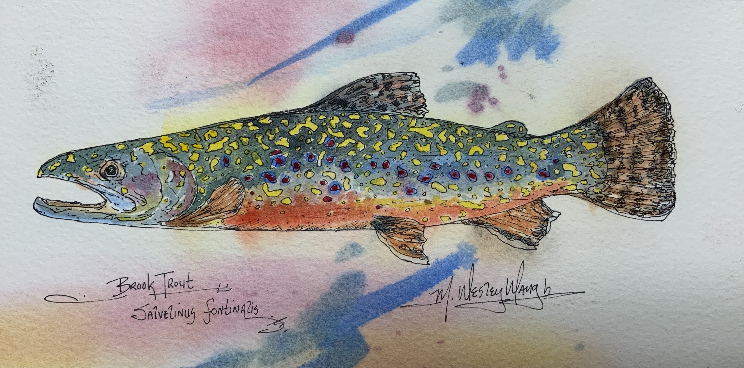 Young Brook Trout Study  SOLD