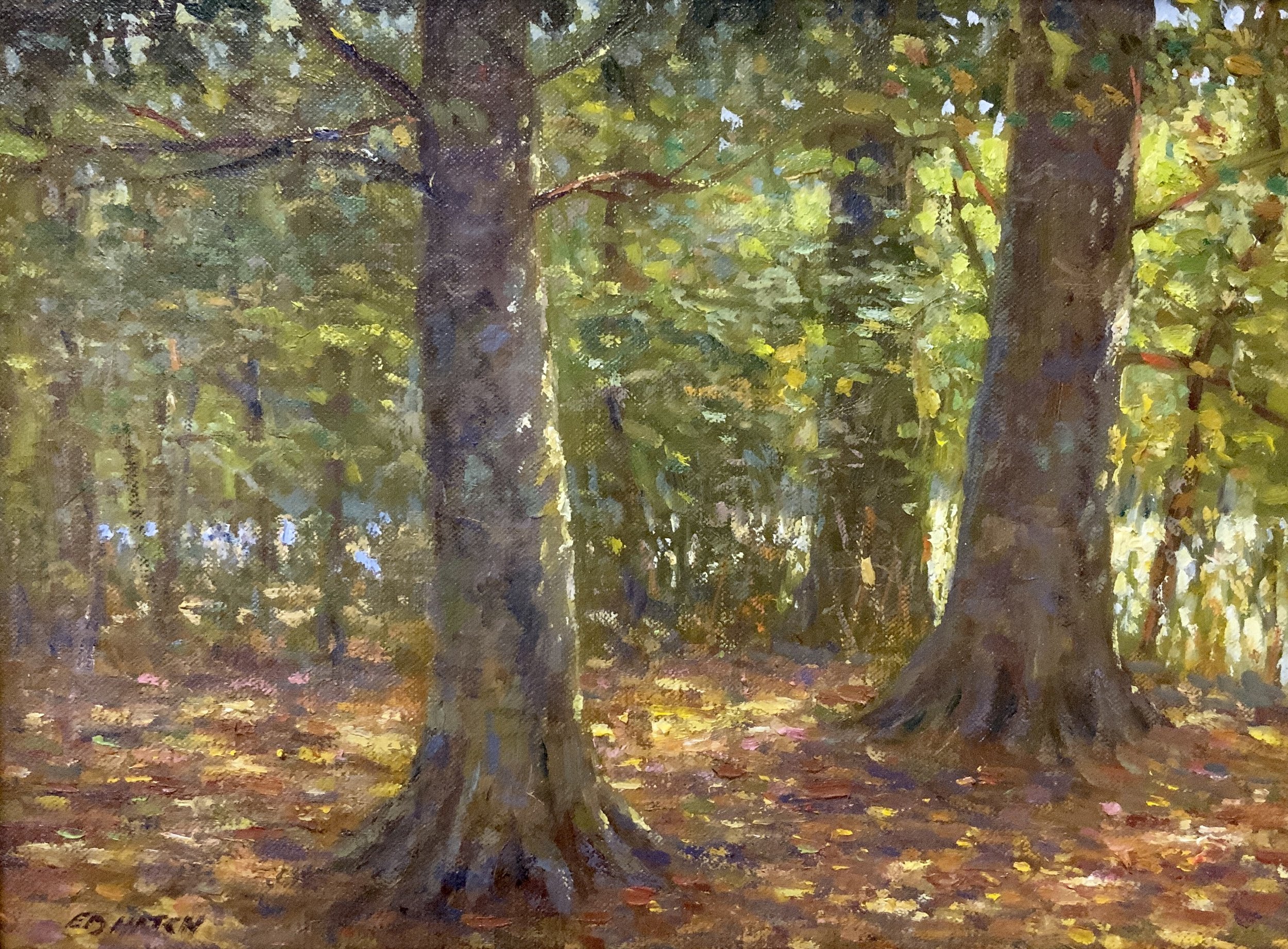 Beech Trees 