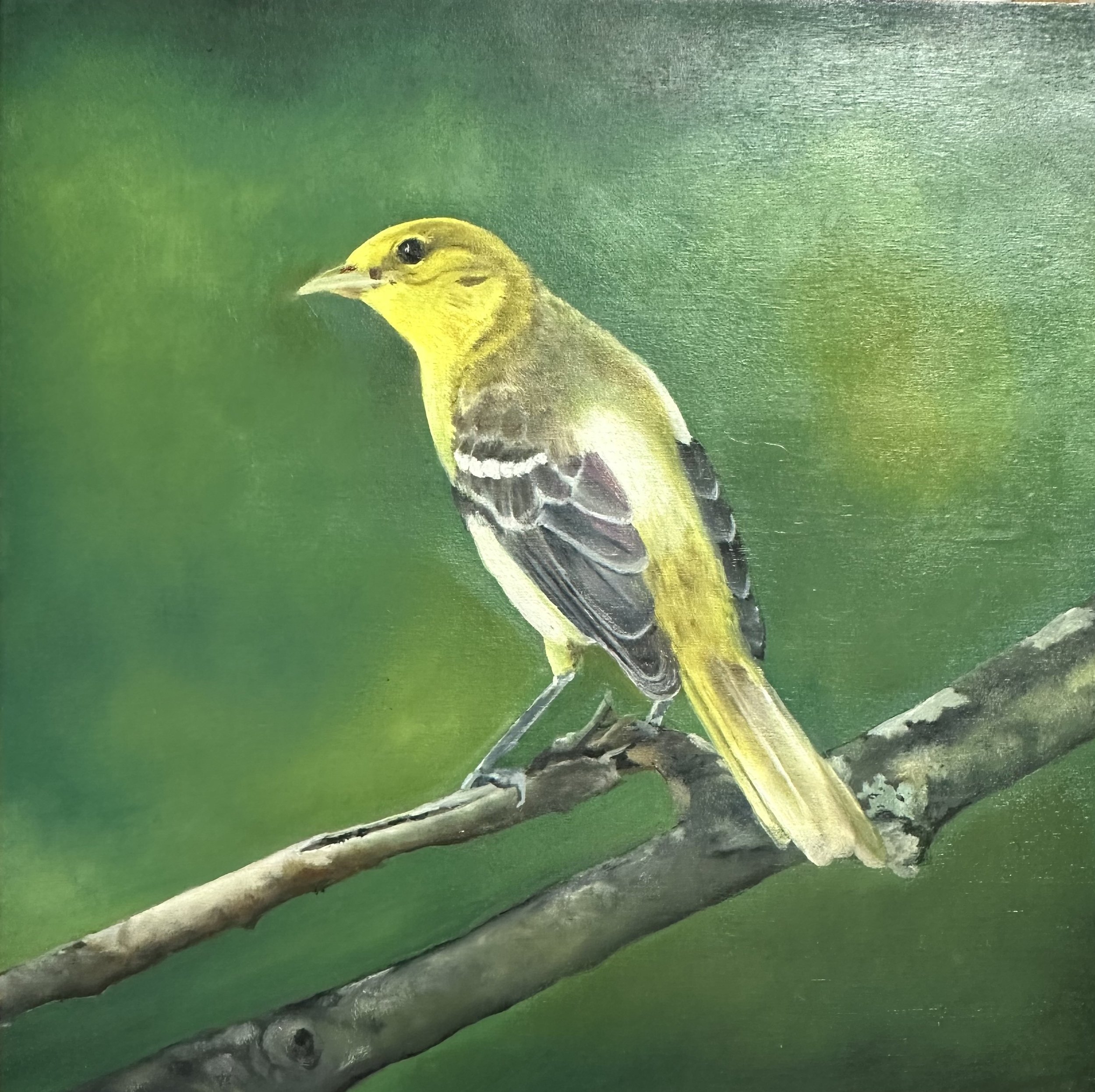 Yellow Finch   SOLD