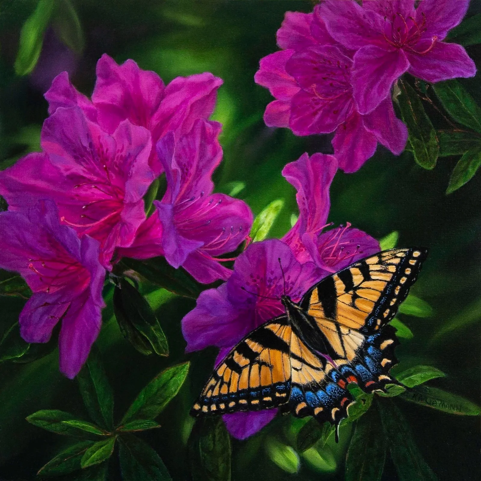 Butterfly Attraction